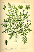 eserihija coli infekcija