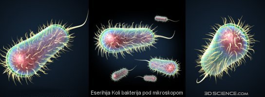 Eserihija Koli Bakterija